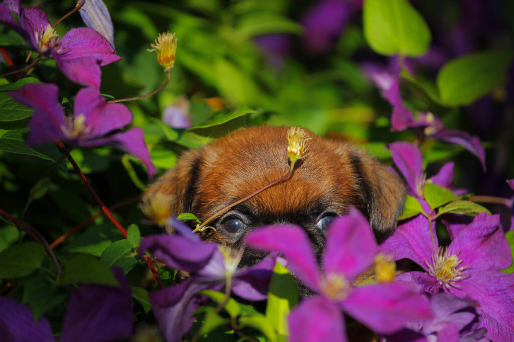 Puppy hiding behind purple flowers