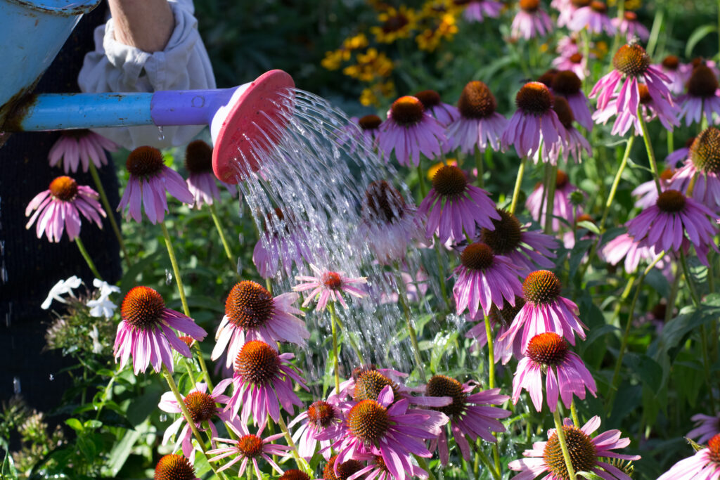 Hands of elderly woman watering flowers. Echinacea.