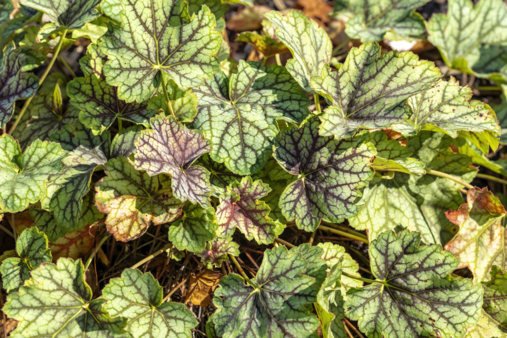 Heuchera 'Green Spice' is a herbaceous perennial a spring summer foliage plant with a pink flower commonly known as alum