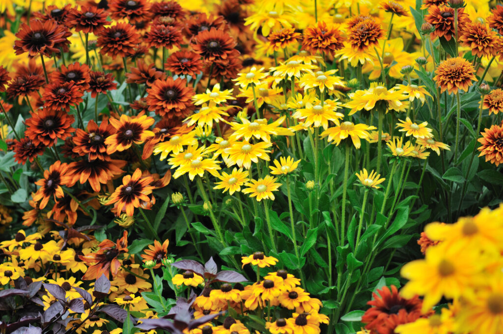 fall color, rudbeckia flowers in autumn garden