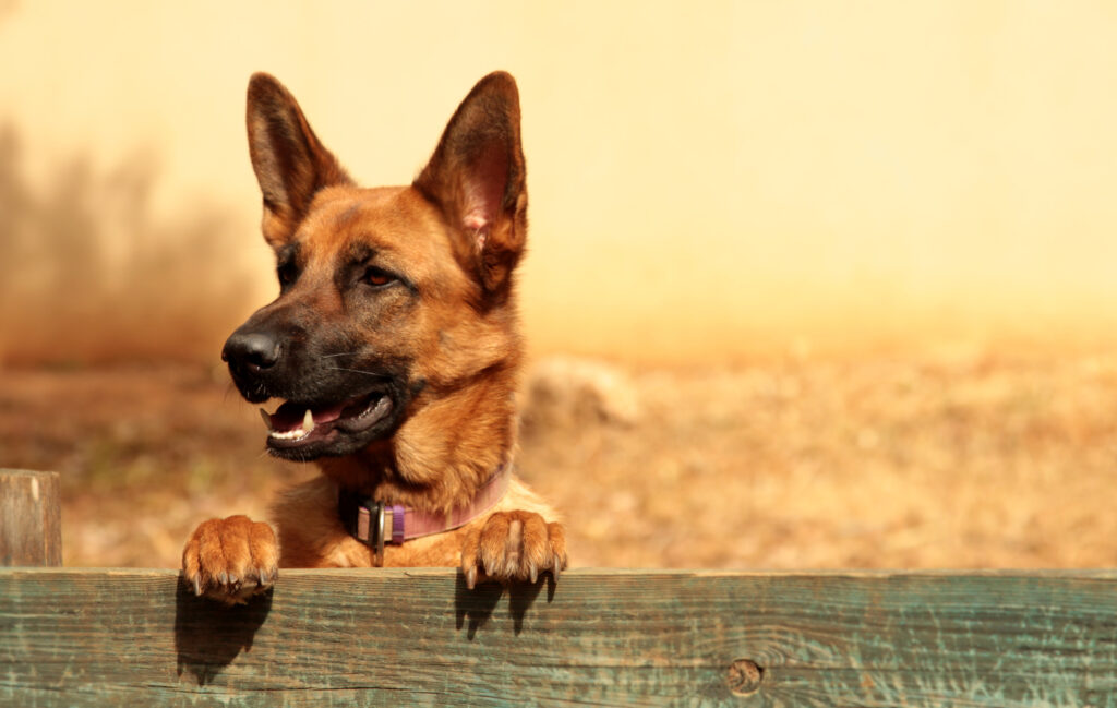 German Shepherd Dog, wearing a pet collar, peering over a wooden fence, protecting its back yard.