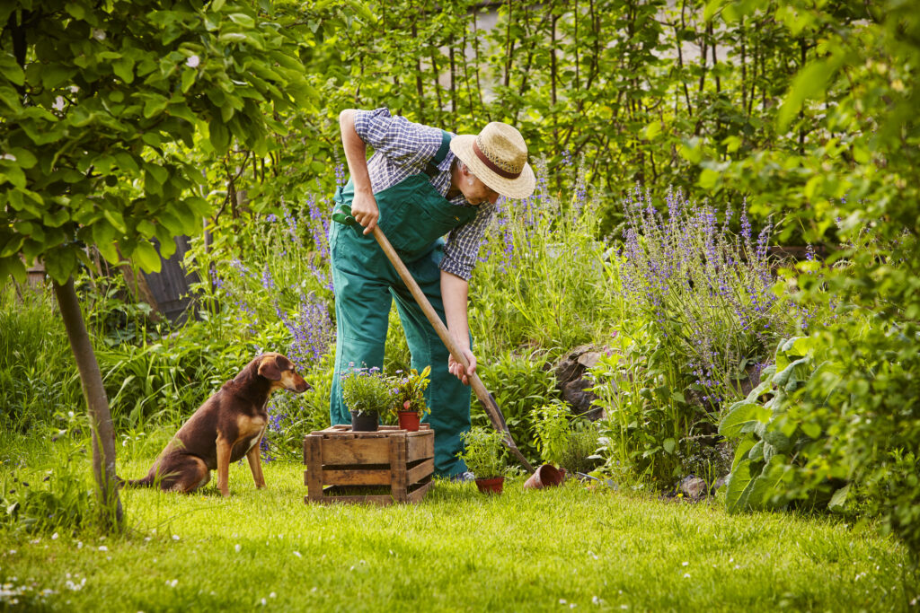 Man gardening with his dog next to him