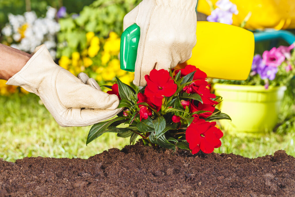 hands with gloves spraying red flowers in the garden