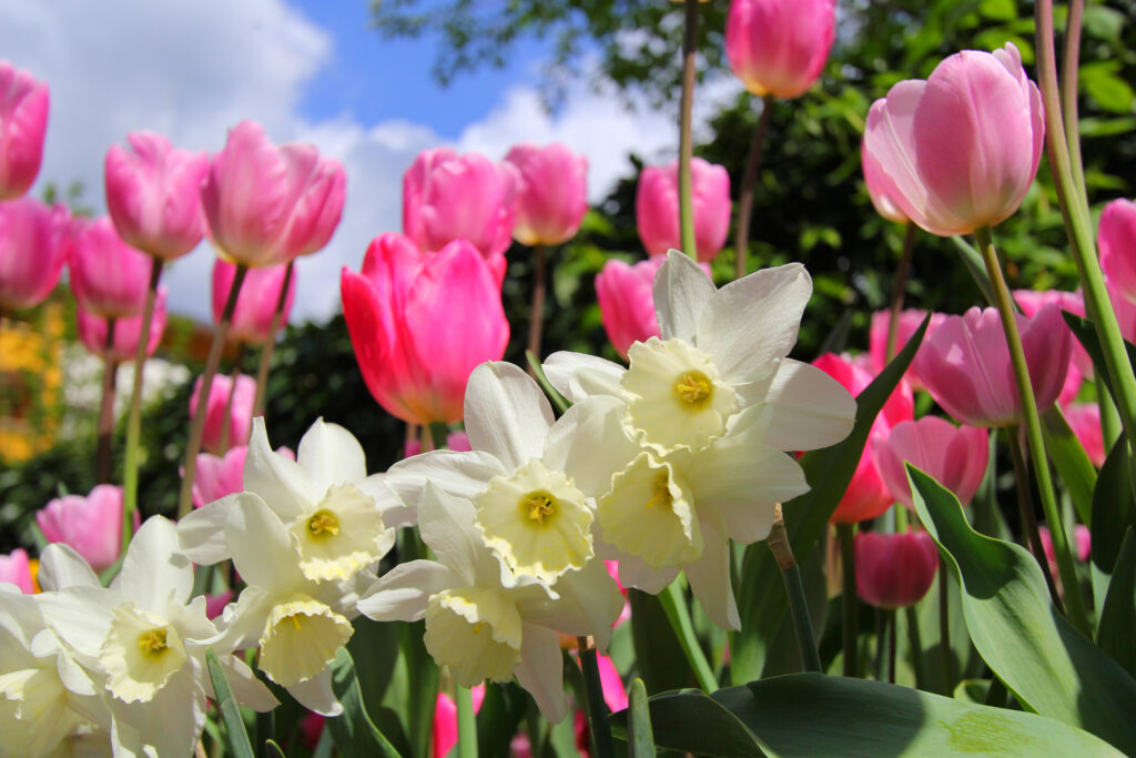 White daffodils and pink tulips in the garden at spring , with blue sky.