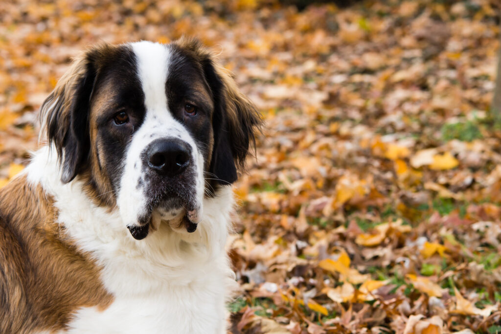 A giant Saint Bernard dog lays on grass surround by fallen leaves.