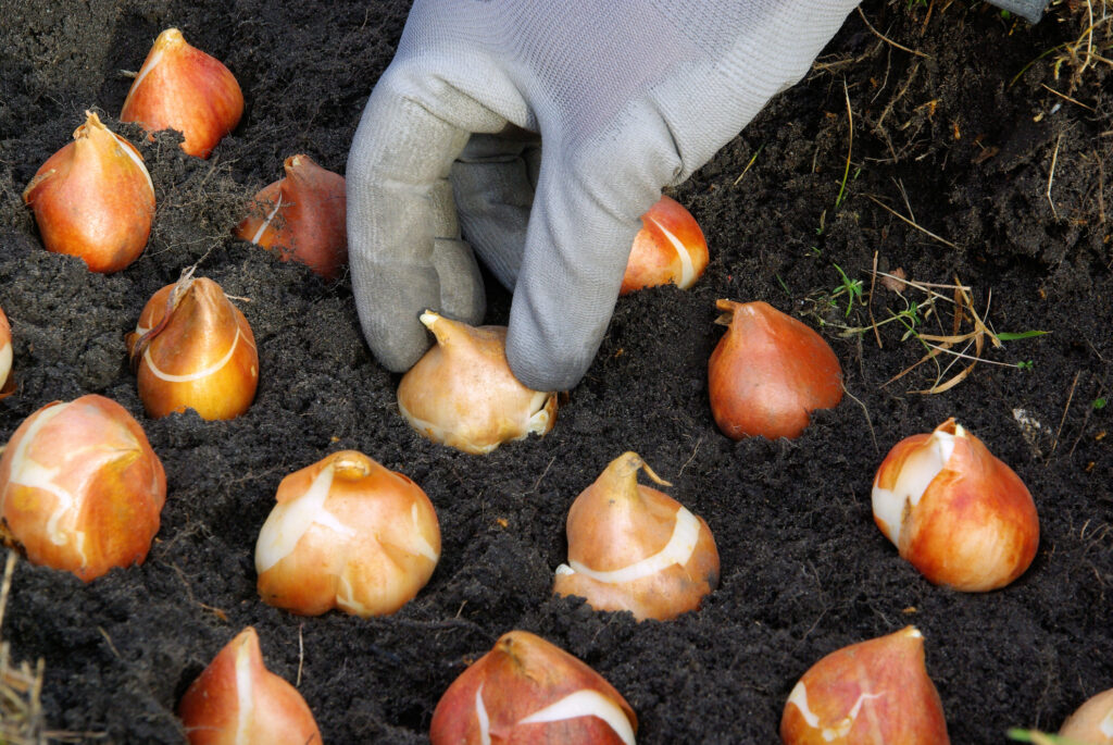 Planting tulip bulbs in the ground