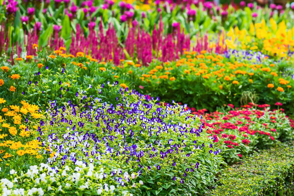 colorful flowers in the garden