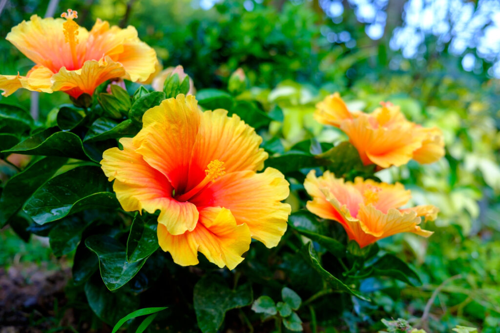 Colorful Hawaiian hibiscus in the garden