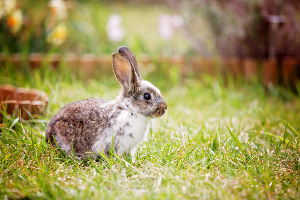 Adorable little bunny in garden