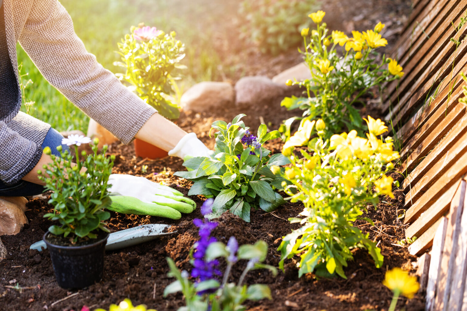 Get well Flowers or Plants