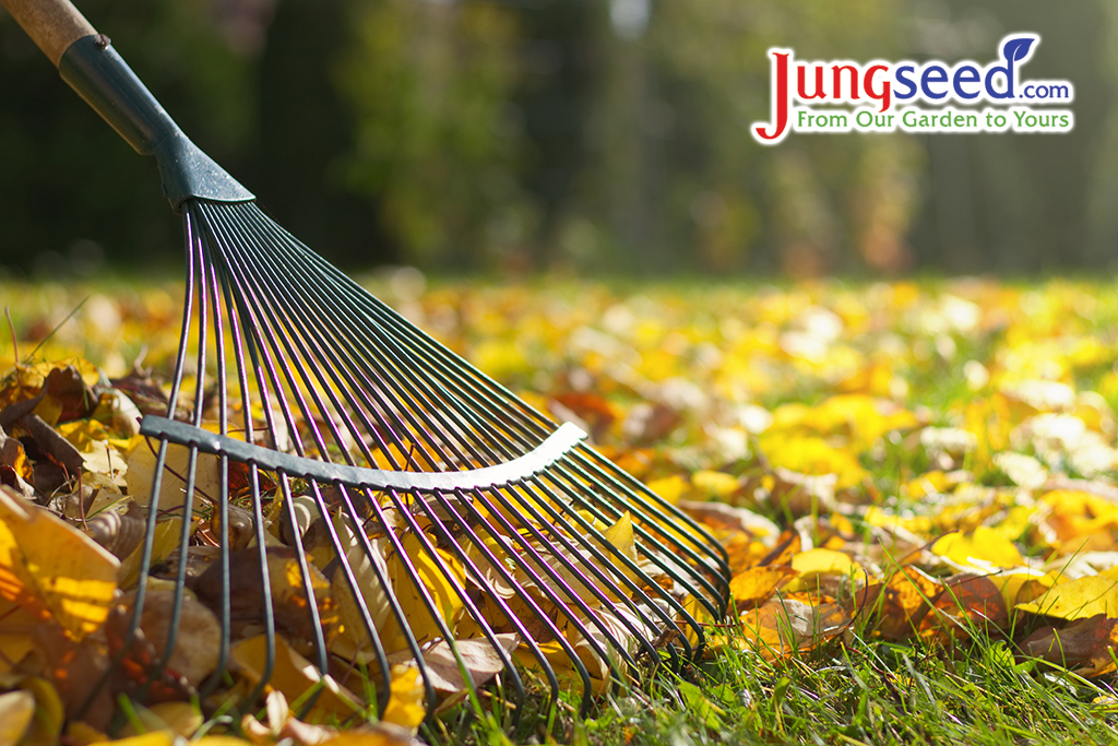 Raking fallen leaves in the garden