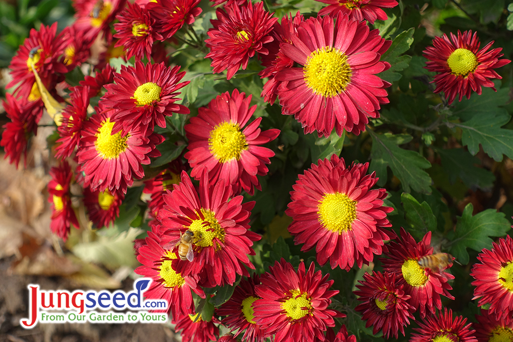 Bicolor red and yellow flowers of Chrysanthemums in November