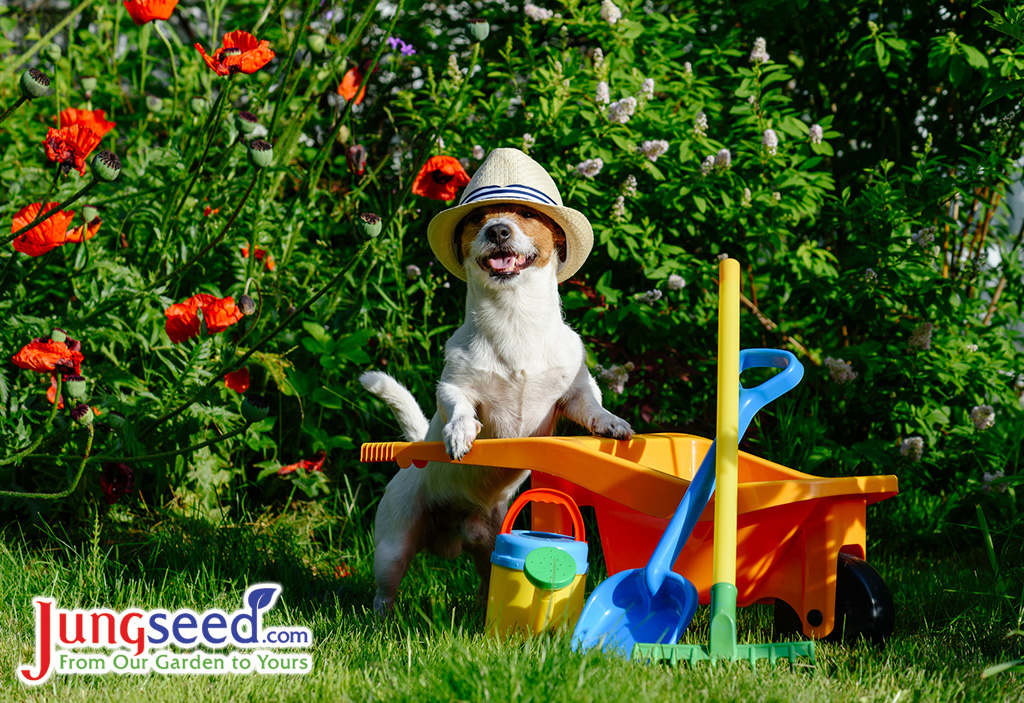 Jack Russell Terrier at sunny summer day at garden