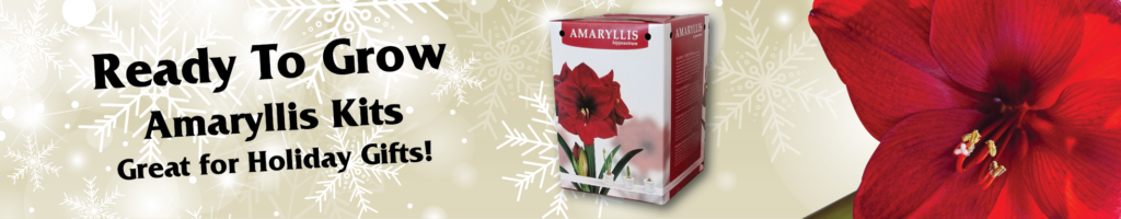Ready to grow amaryllis kits