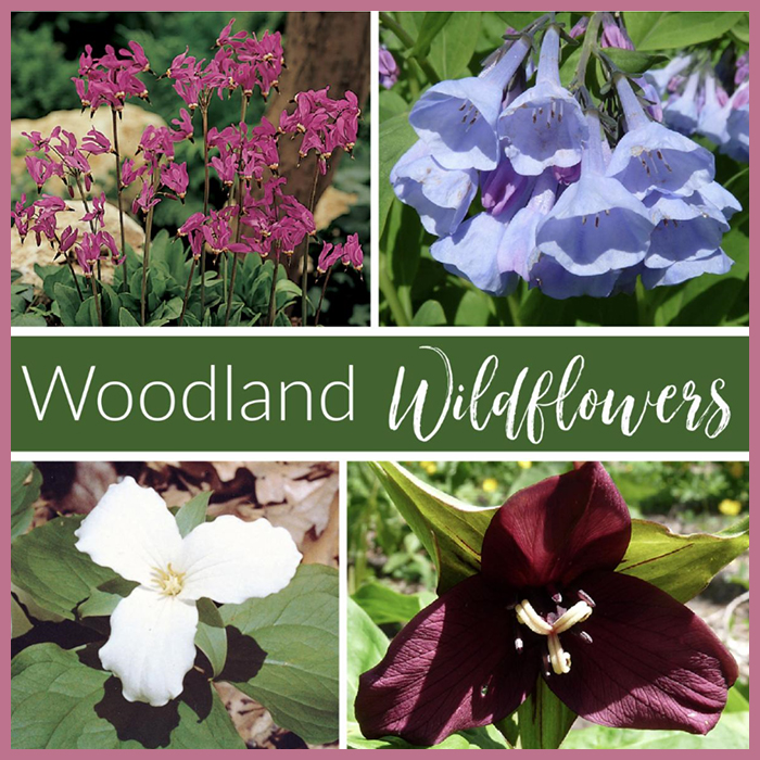 Woodland Wildflowers