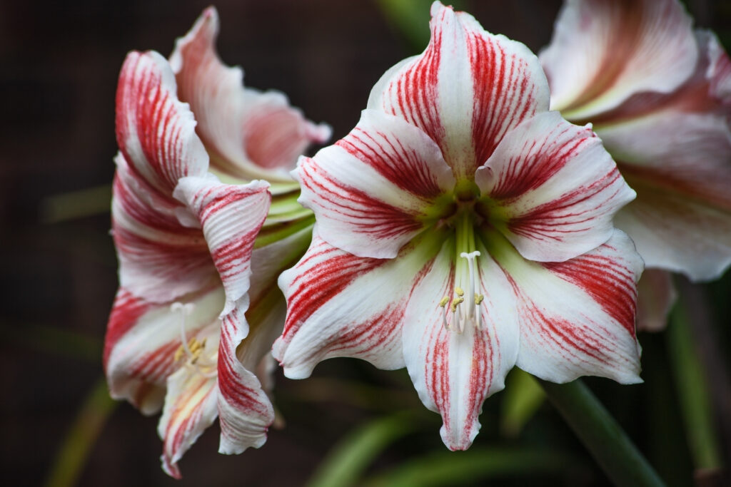 An umbel of red and white Amaryllis flowers in the garden