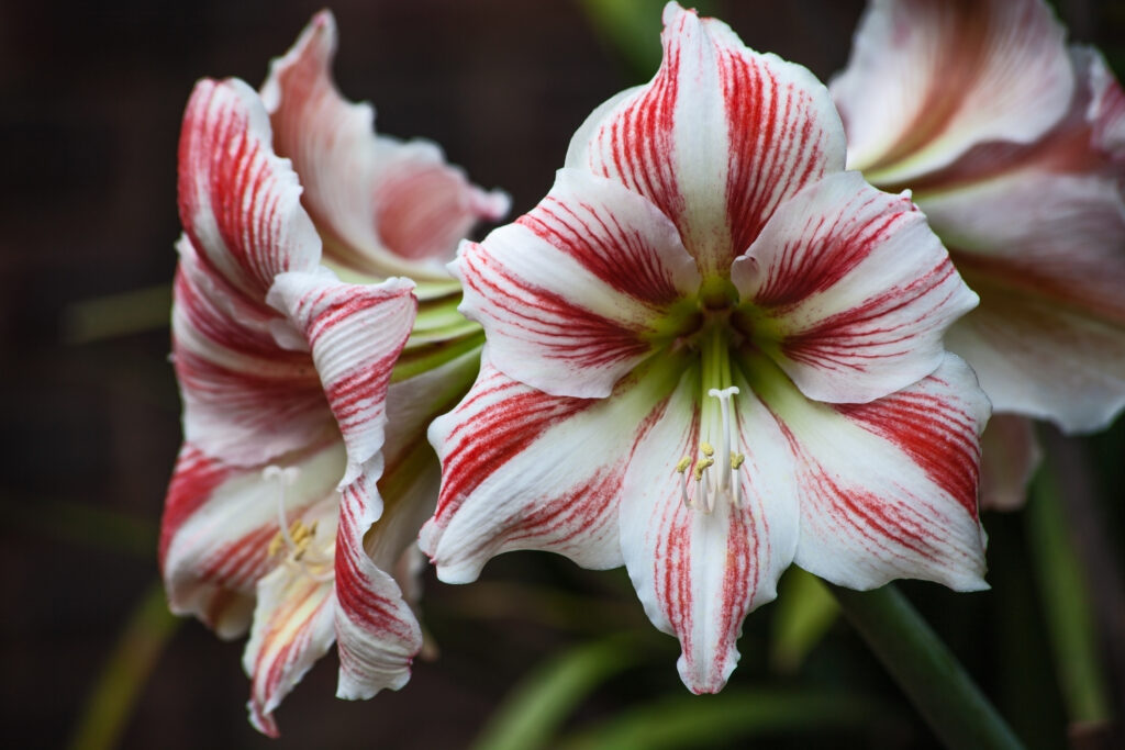 How Often To Water Amaryllis Bulb In Rocks - how often to water amaryllis bulb in rocks