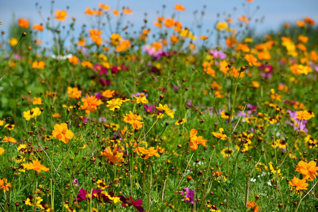 Sowing Perennial Wildflower Seeds For Success