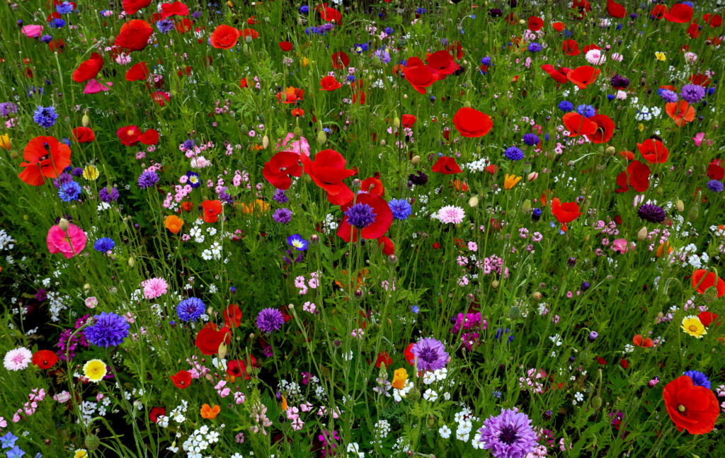 are wild flower from seed packs safe for dogs