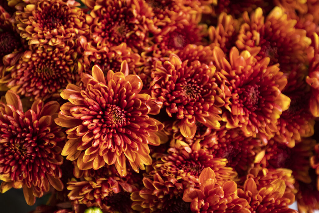 beautiful orange Chrysanthemum flower as background