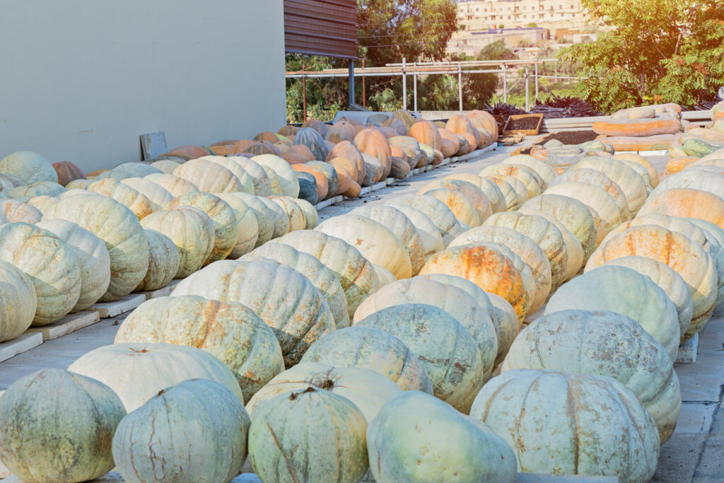 Ripe pumpkins of various sizes are stored in farm yard outdoor. Harvest and autumn concept