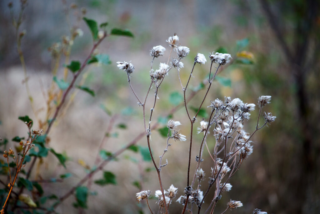 Small White Flowers Growing In Forest. Wildflowers In Summer