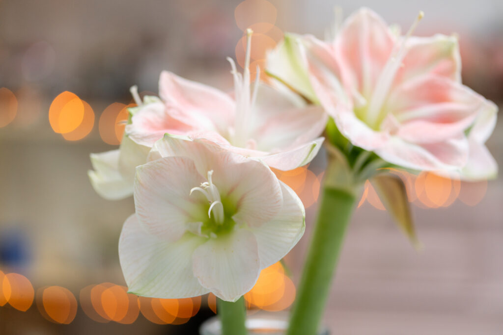 Flowers in big glass vase. Beautiful Blossoms of Amaryllis flower. Wild flowers - Hippeastrum. Vintage background.