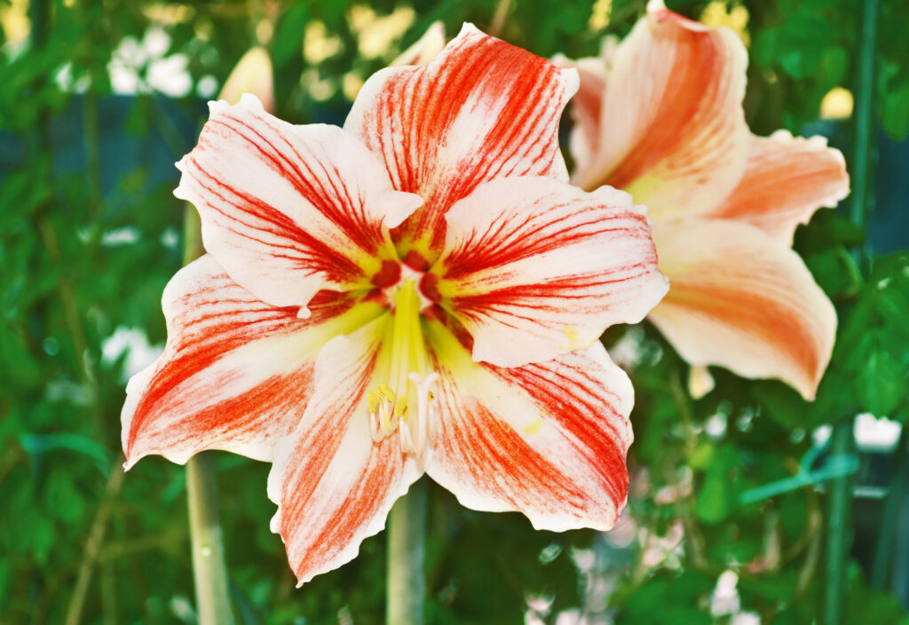 close up of a blooming amaryllis flower in the nature - flower photo texture