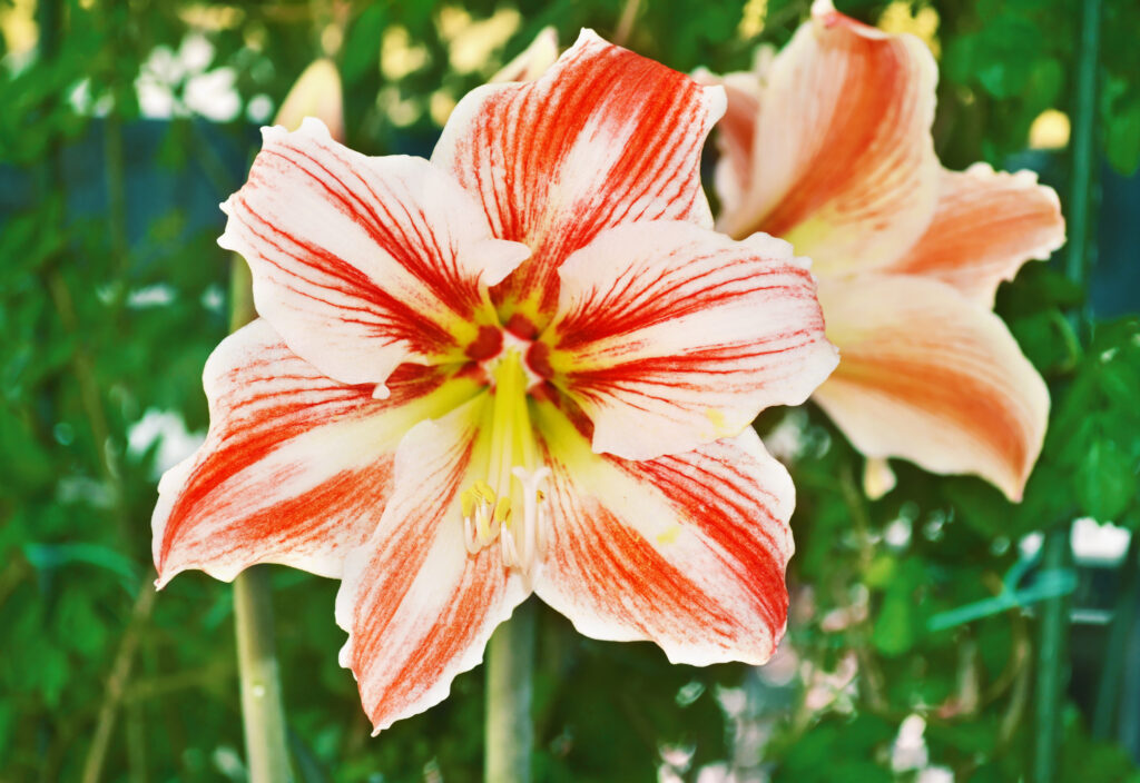 An Easy Guide To Growing Amaryllis