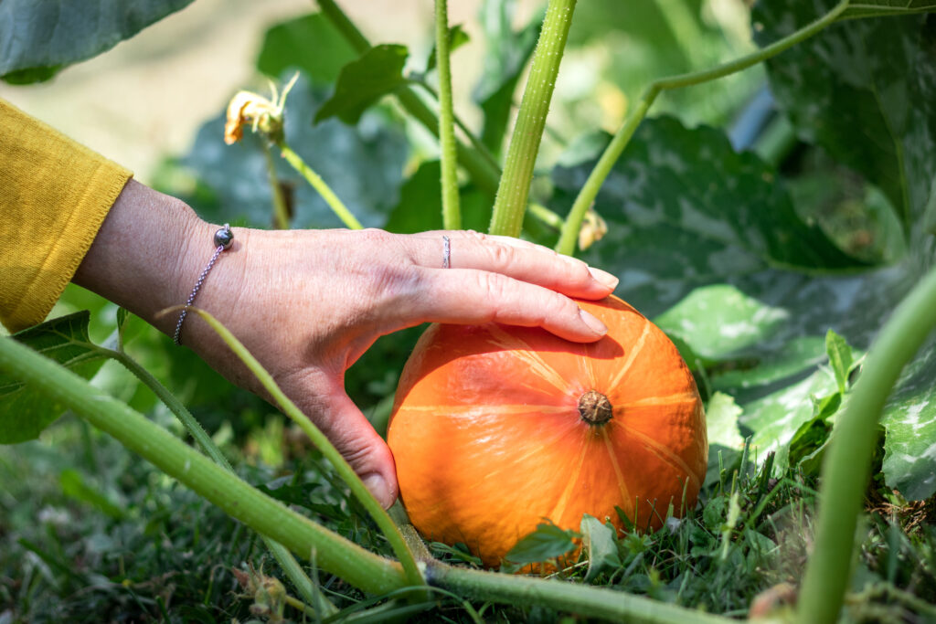 Farmer hand picking up ripe pumpkins at agricultural field. Gardening and harvesting at organic farm