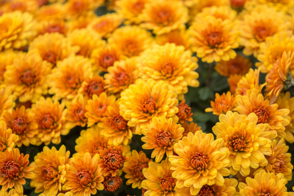 Beautiful chrysanthemums growing in the garden