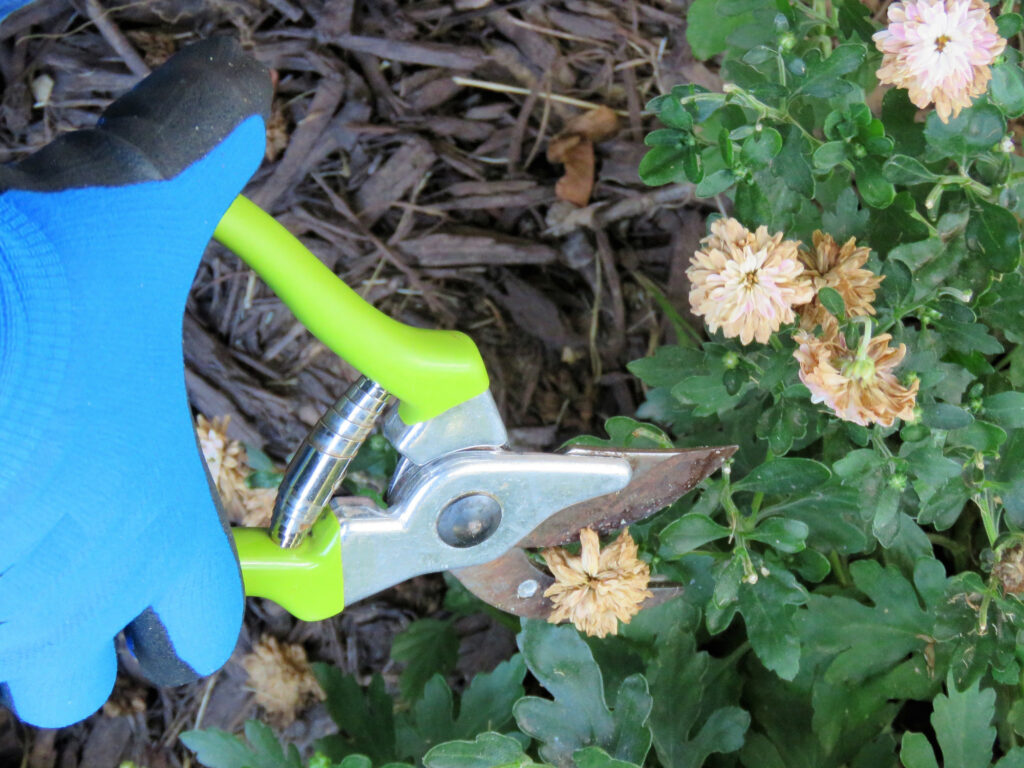 Senior Man's hand clipping dead flowers from a chrysanthemum (mum) plant. Gardener. Horticulturist. Close-up.