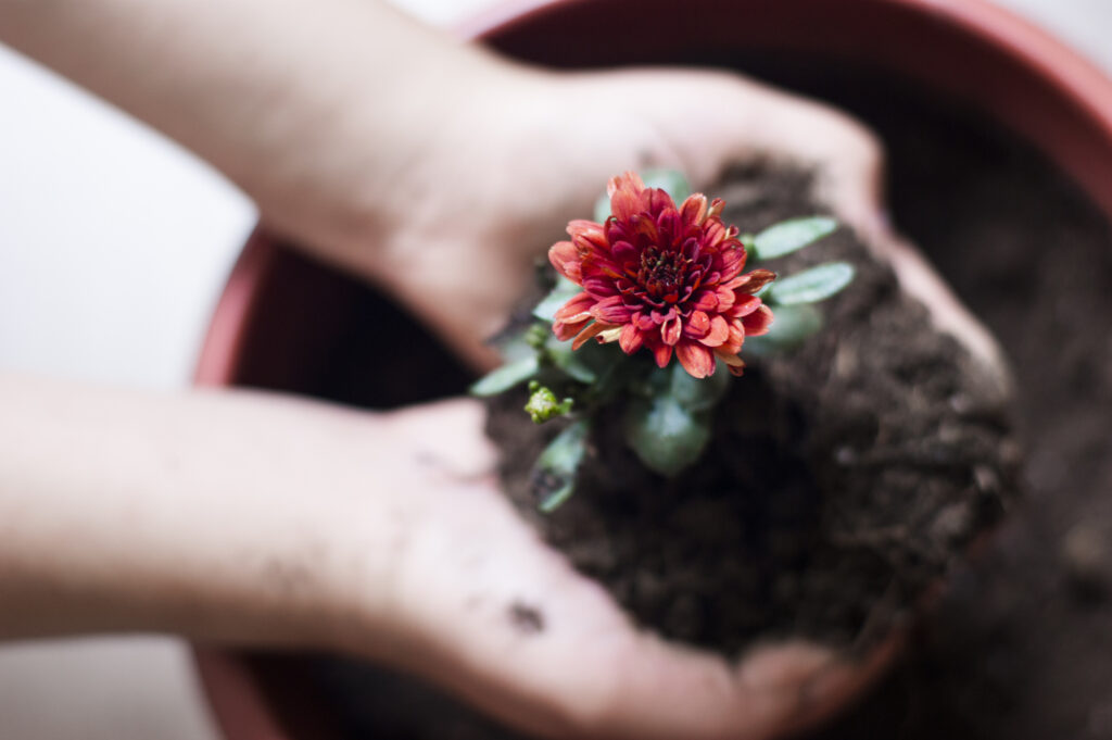 chrysanthemum flower in woman's palms with soil and stem.