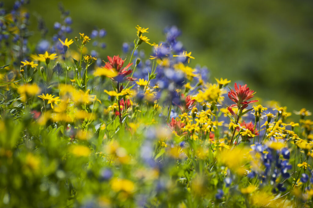 A colorful carpeting of wildflowers decorates the hillside of Mt. Baker, Washington along the Heliotrope Ridge hiking trail. Lupine, Indian Paintbrush, and Yellow Asters.