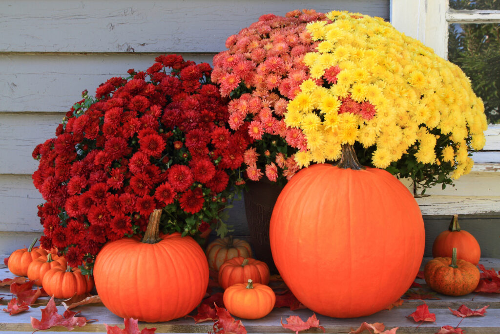 Picture of beautiful arrangement of typical for Autumn and Thanksgiving pumpkins, mini pumpkins and red, yellow and pink fall mums in front of country old wooden home used as background