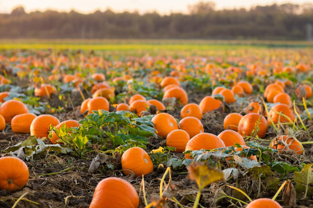 Beautiful pumpkin field in Germany, Europe. Halloween pumpkins on farm. Pumpkin patch on a sunny autumn morning during Thanksgiving time. Organic vegetable farming. Harvest season in October.
