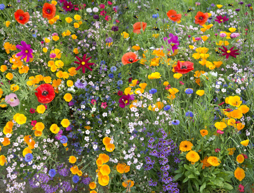 4 Tips for Growing a Beautiful Wildflower Garden - Sow Right Seeds