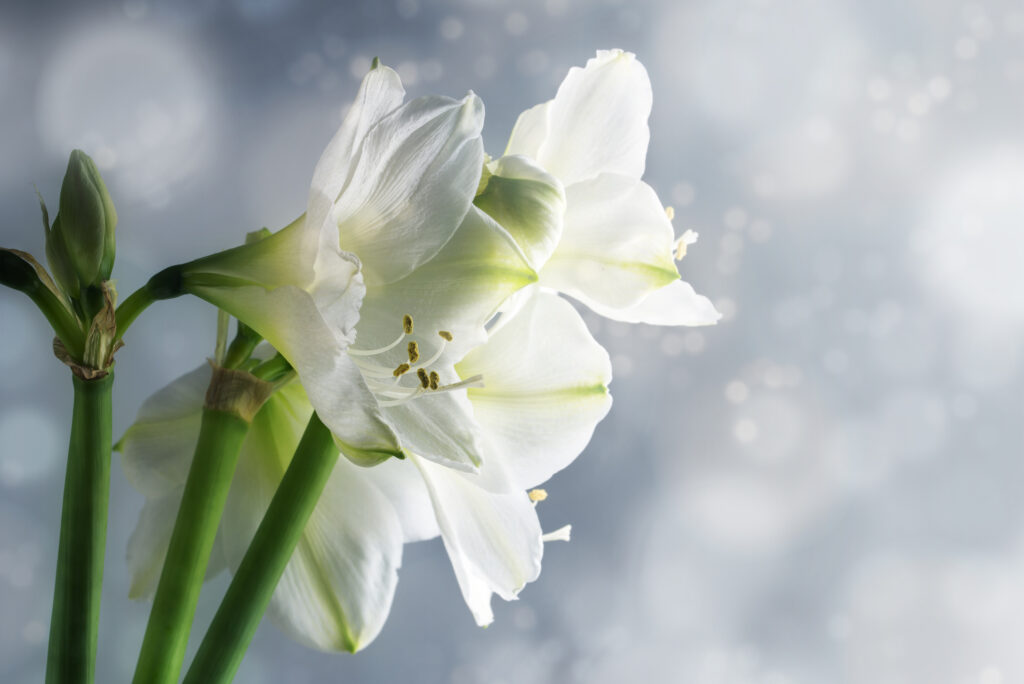 White amaryllis flowers (Hippeastrum) against a snowy winter backgroun, beautiful floral greeting card with copy space, selected focus, narrow depth of field