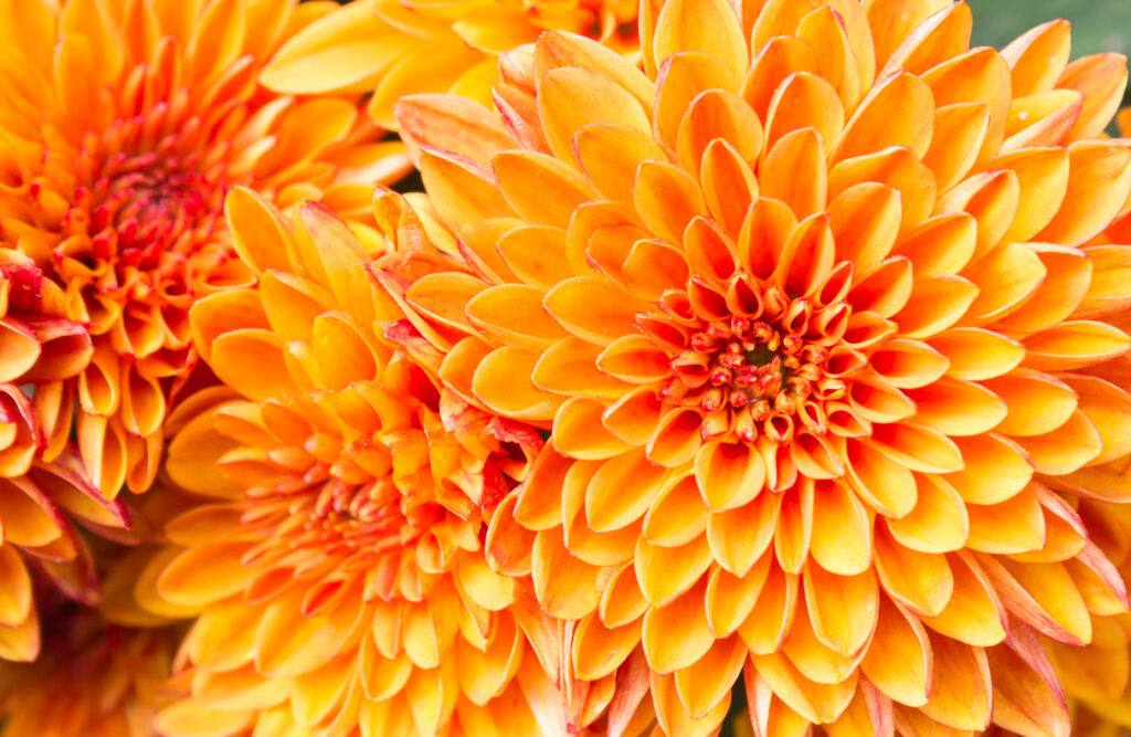 Light orange yellow Mum flowers in garden. Beautiful Mum flowers background. Mum flower for design or decoration. Cute Mum flowers