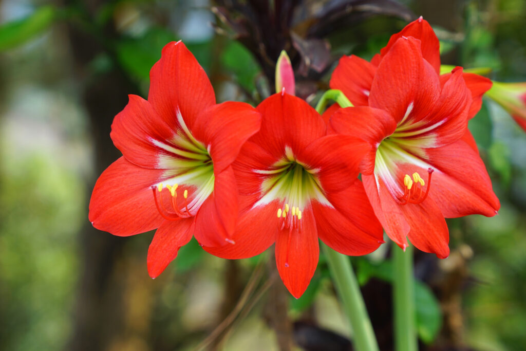 Blooming red amaryllis or Hippeastrum flowers in garden