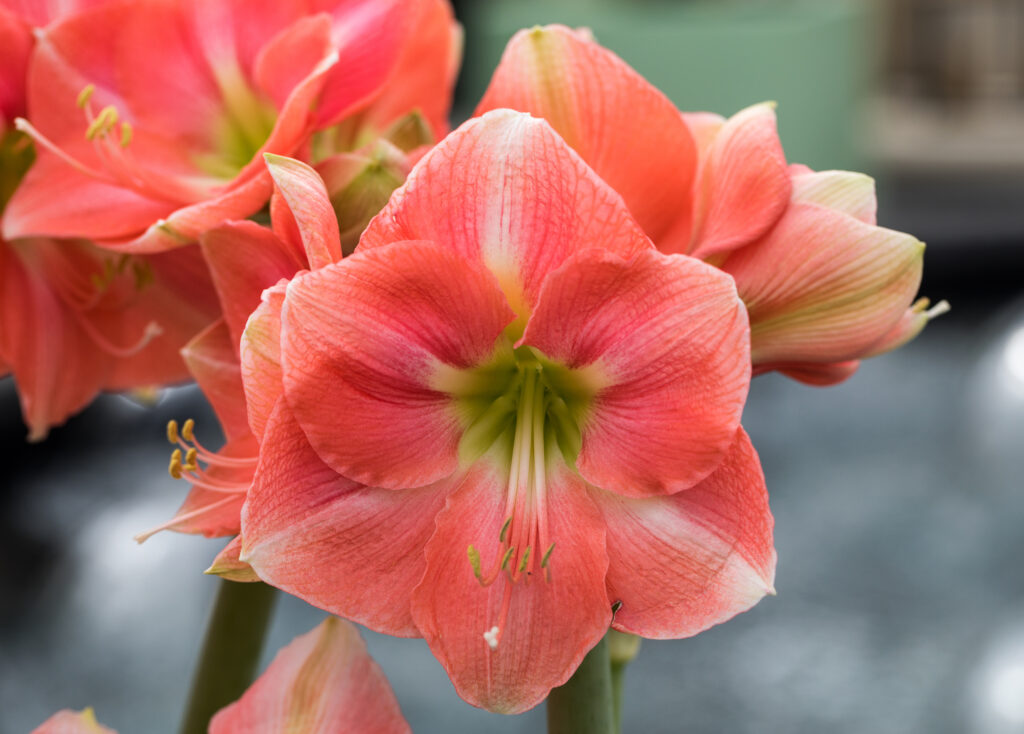 red and white amaryllis flower blooming in a natural garden