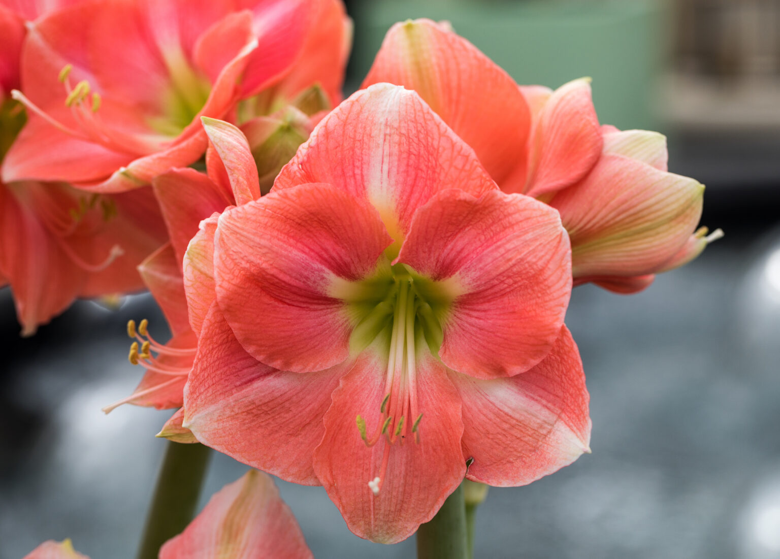 An Easy Guide To Growing Amaryllis | Jung Seed's Gardening Blog