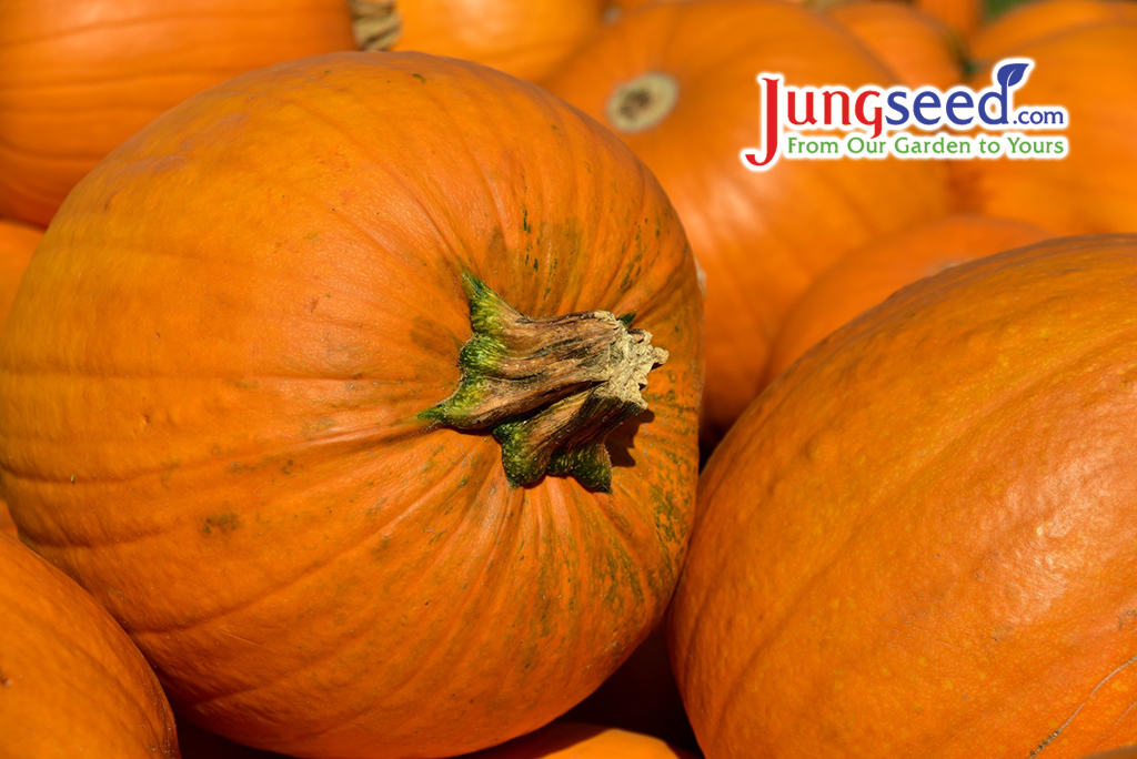 Large orange pumpkins in an upclose photo