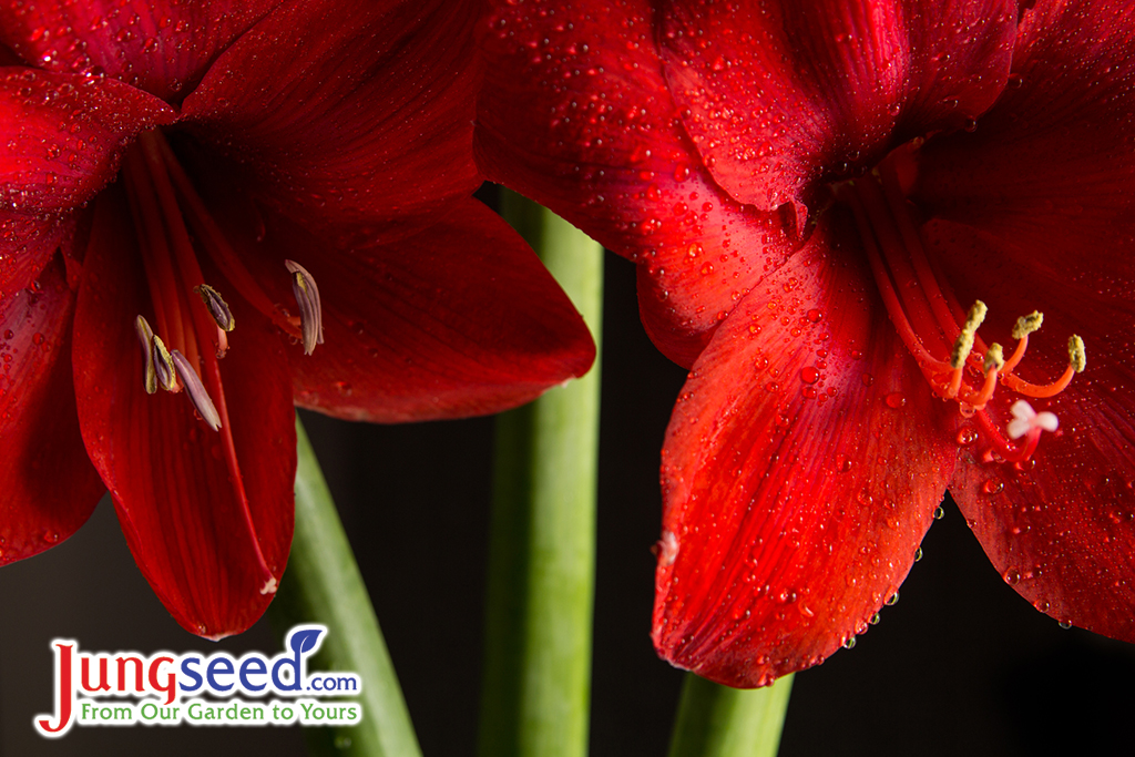 An Easy Guide To Growing Amaryllis