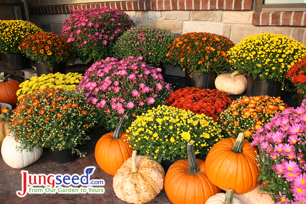 Fall, Autumn, pumpkins, gourds and colorful mums