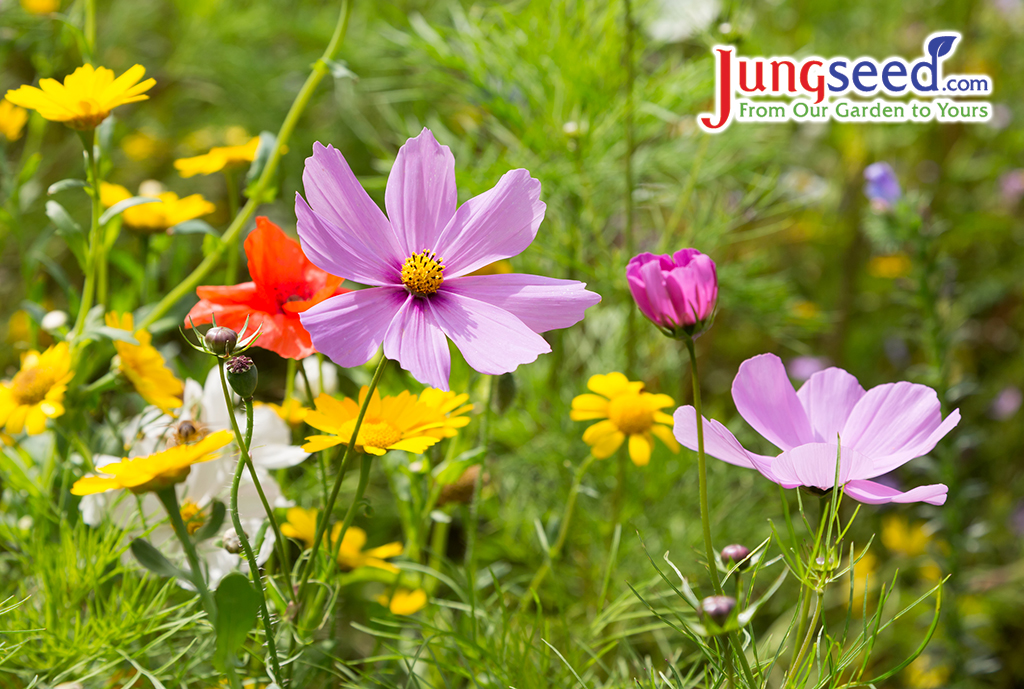 Beautiful wildflowers growing in a meadow