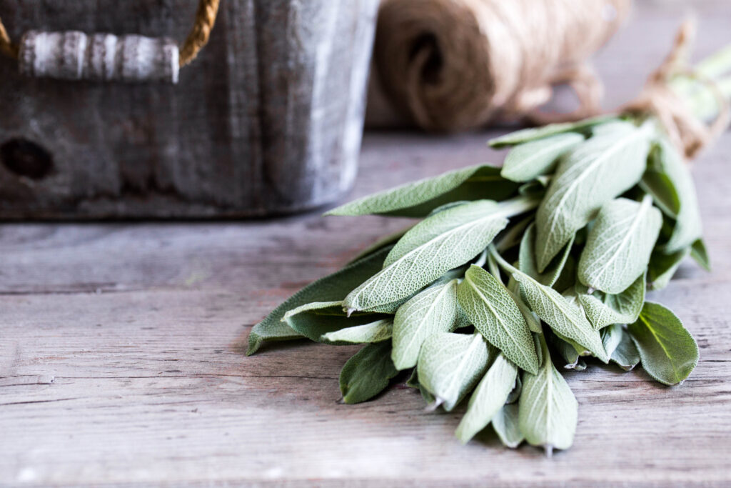 Salvia officinalis. bunch of fresh Sage leaves on old wooden table. Garden sage.