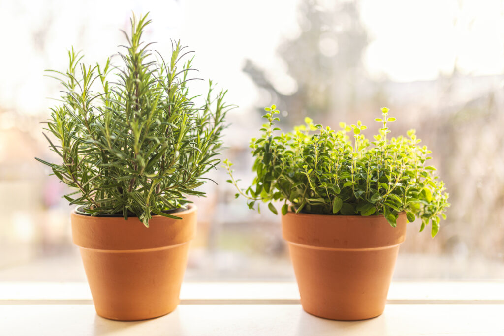 Two terracotta pots with fresh homegrown organic herbs in a window sill in the early spring. One is rosemary and the other one is with oregano.