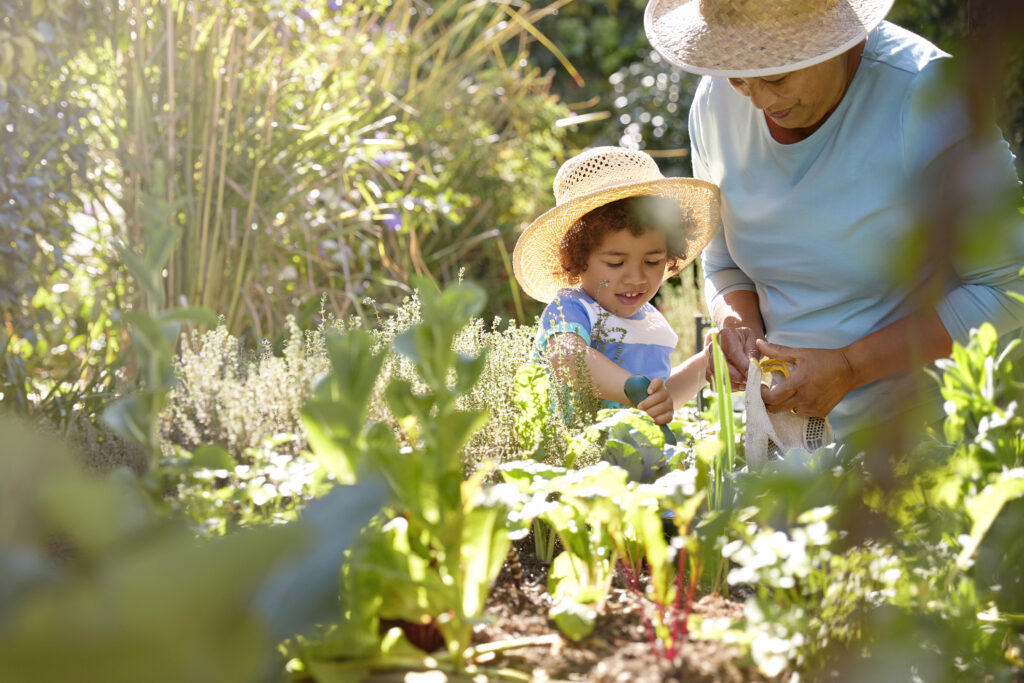 African descent grandmother and grandchild gardening in outdoor vegetable garden in spring or summer season. Cute little boy enjoys planting new flowers and vegetable plants.