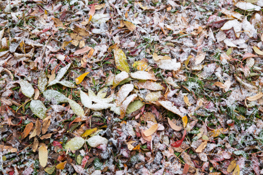 The first snow covered the fallen colored leaves and green grass. Snow season